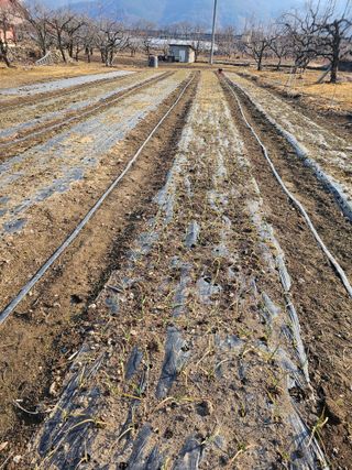 배성은365님의 농사, 무엇이든 물어보세요! · 참여글 작성글 사진