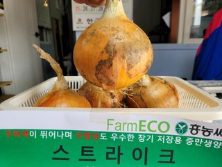 대산농사대장님의 마늘 · 수확 작성글 사진