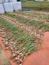 대산농사대장님의 마늘·수확 작성글 사진