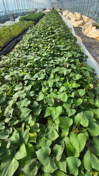 김동수님의 자유주제 · 자유게시판 작성글 사진