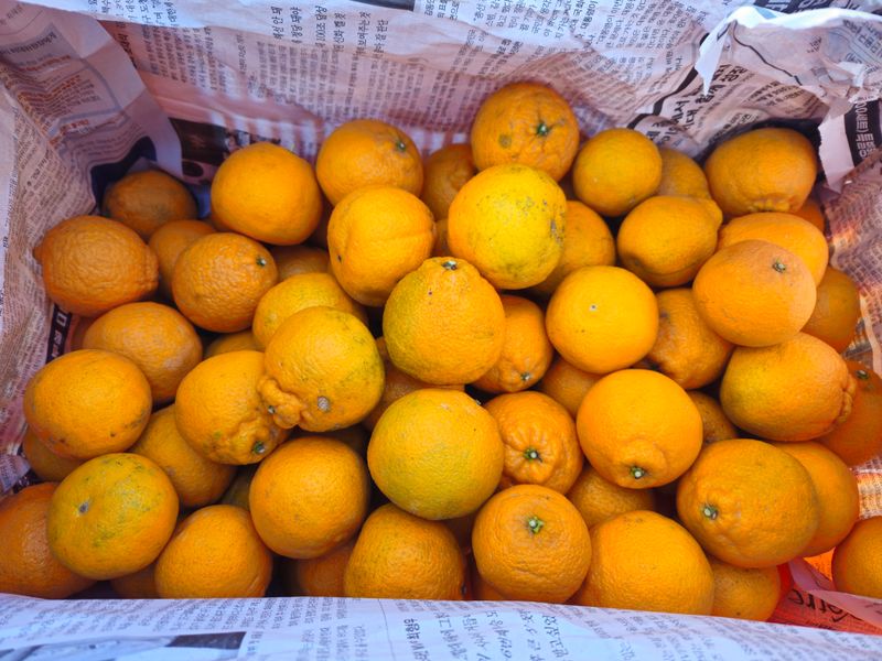 새달귤농장님의 장터 판매 상품 [(깜짝할인)얼마 안남았어요꼬마노지한라봉 5키로] 첨부 사진