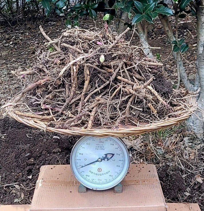 장터 상품 [[머위뿌리 종근] 100년이상 자생 완전 무농약  다음날 도착 1Kg  ] 썸네일