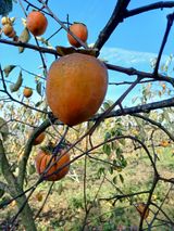 팜모닝 자유주제·자유게시판 게시글 이미지