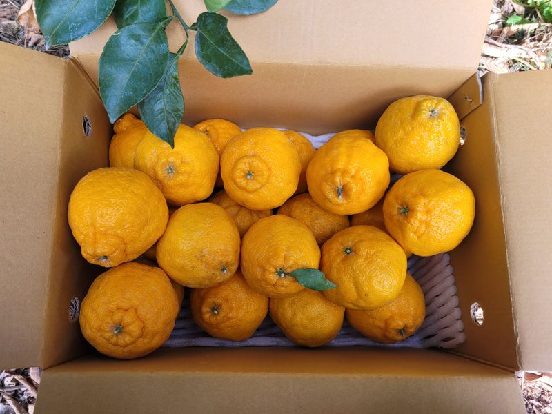 순간순간의있음님의 장터 판매 상품 [(상품)서귀포 한라봉 대과 5kg,10kg] 첨부 사진