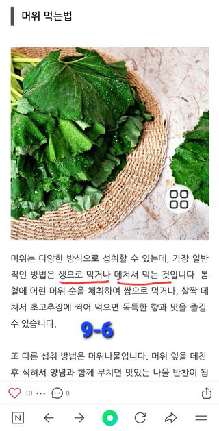 야생백년머위어성초님의 작성글 사진