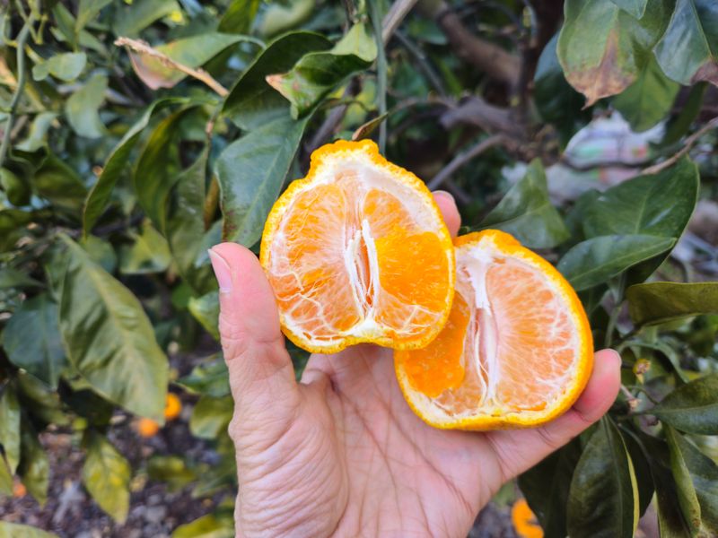 새달귤농장님의 장터 판매 상품 [(깜짝할인)얼마 안남았어요꼬마노지한라봉 5키로] 첨부 사진