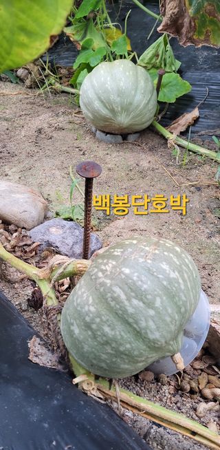 김중언님의 자유주제 · 자유게시판 작성글 사진