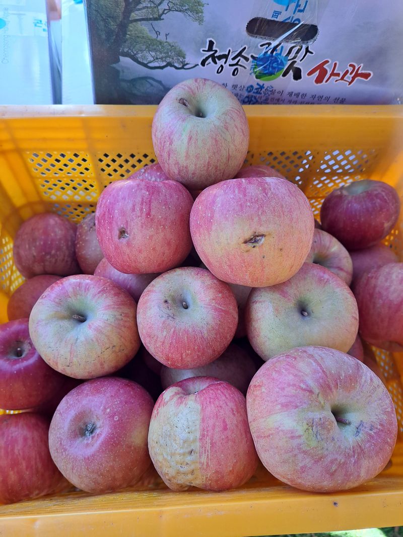 박수정님의 장터 판매 상품 [못난이중.대과4.5키로] 첨부 사진