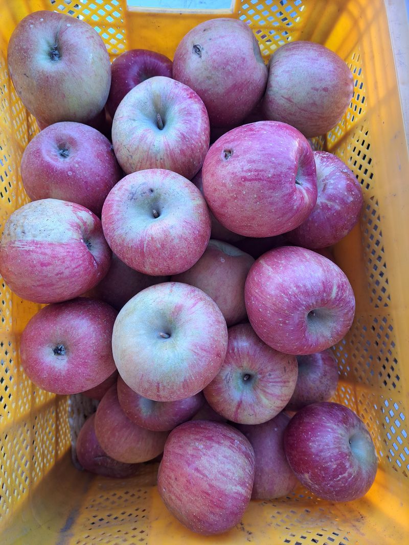 장터 상품 [못난이중.대과4.5키로] 썸네일