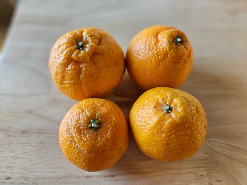 새달귤농장님의 장터 판매 상품 [(깜짝할인)얼마 안남았어요꼬마노지한라봉 5키로] 첨부 사진