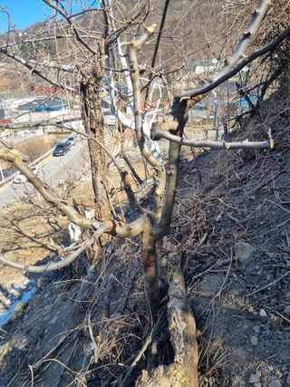 김용대님의 자유주제 · 자유게시판 작성글 사진