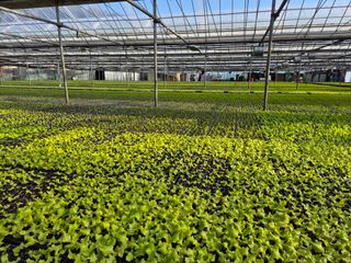 청운농원육묘장님의 자유주제 · 자유게시판 작성글 사진