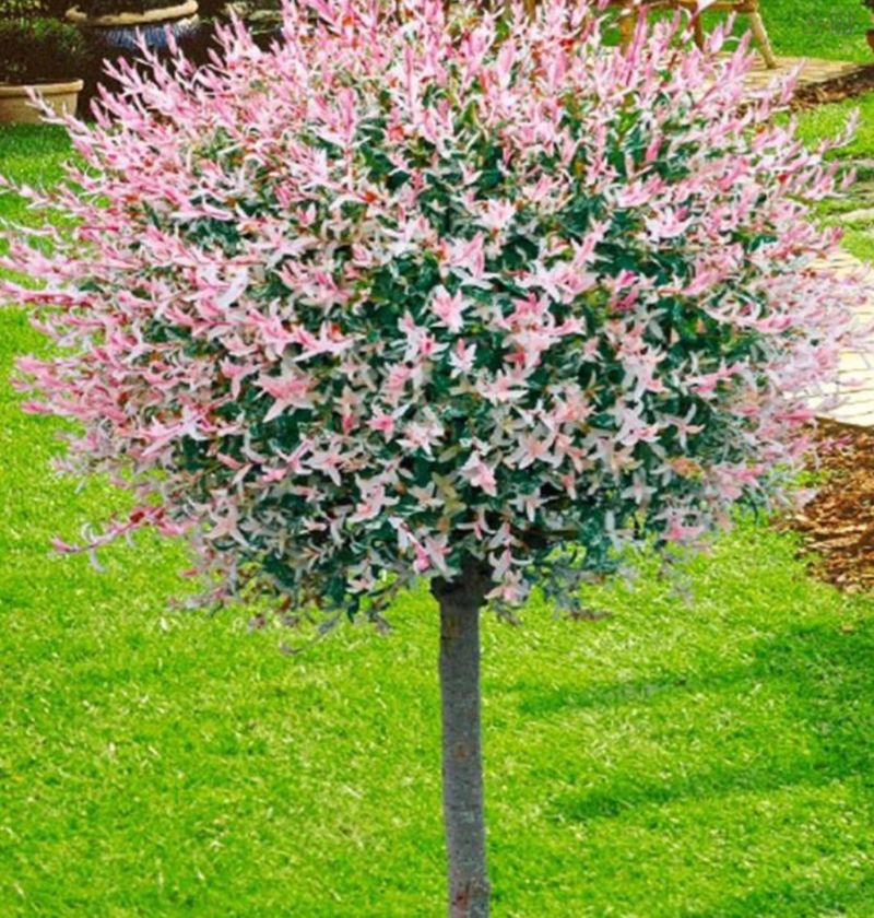 장터 상품 [플라밍고셀릭스 묘목 삽목1년생] 썸네일