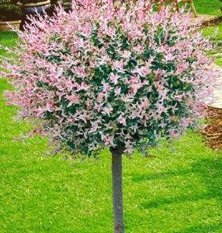 일심묘목농원님의 작성글 사진