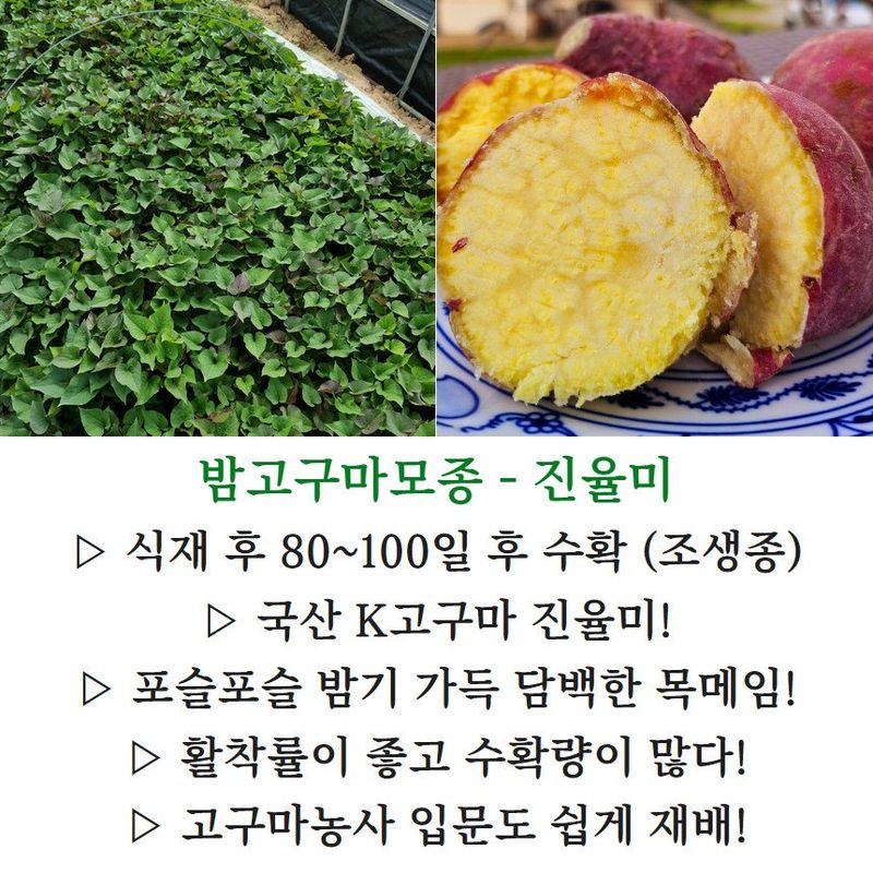 김동수님의 장터 판매 상품 [25 익산 1대 고구마모종 10단 꿀 호박 밤] 첨부 사진