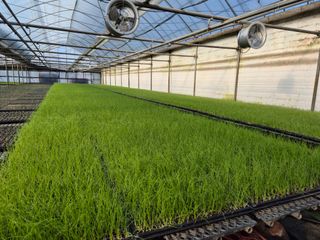 청운농원육묘장님의 자유주제 · 자유게시판 작성글 사진