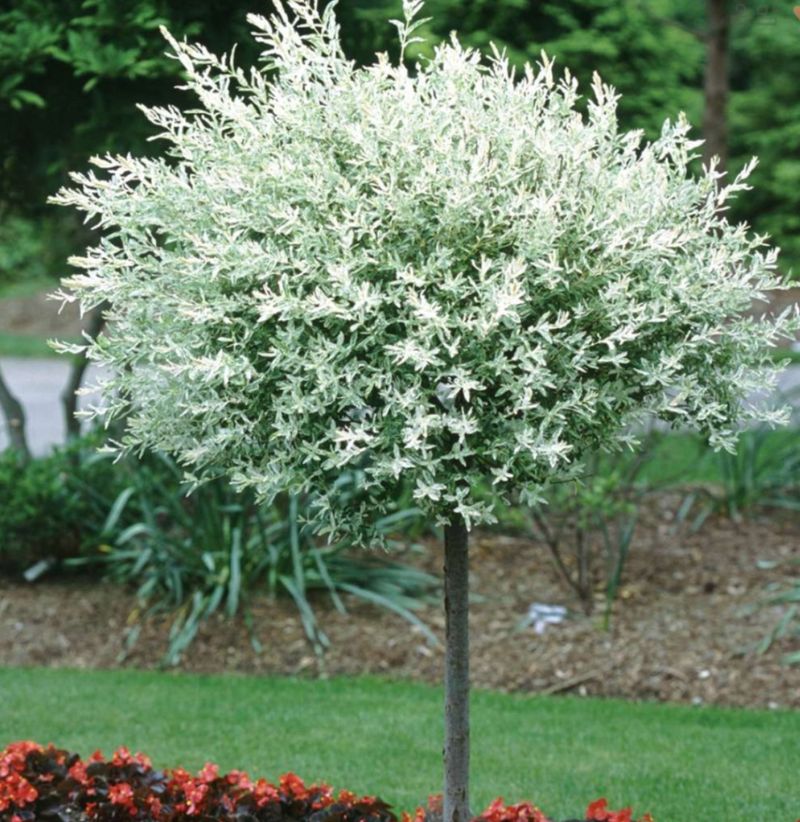 장터 상품 [화이트핑크셀릭스 삽목1년생 묘목] 썸네일