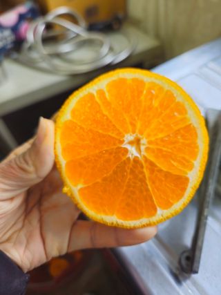 새달귤농장님의 작성글 사진