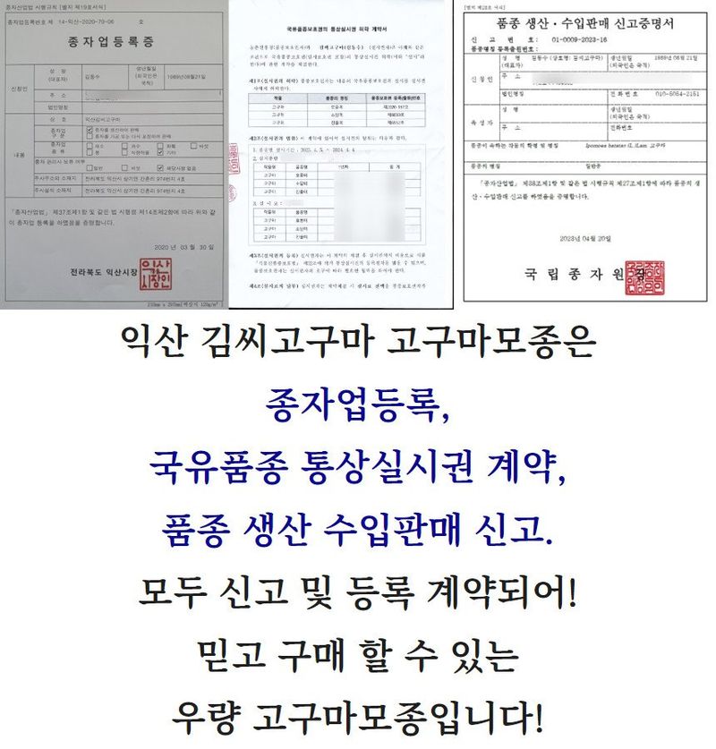 김동수님의 장터 판매 상품 [25 익산 1대 고구마모종 1단(95-100주) 꿀 호박 밤] 첨부 사진