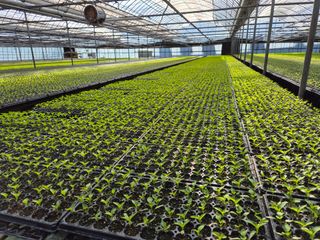 청운농원육묘장님의 자유주제 · 자유게시판 작성글 사진