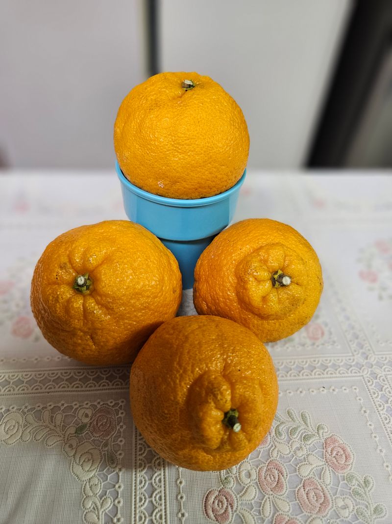 새달귤농장님의 장터 판매 상품 [(깜짝할인)얼마 안남았어요꼬마노지한라봉 5키로] 첨부 사진