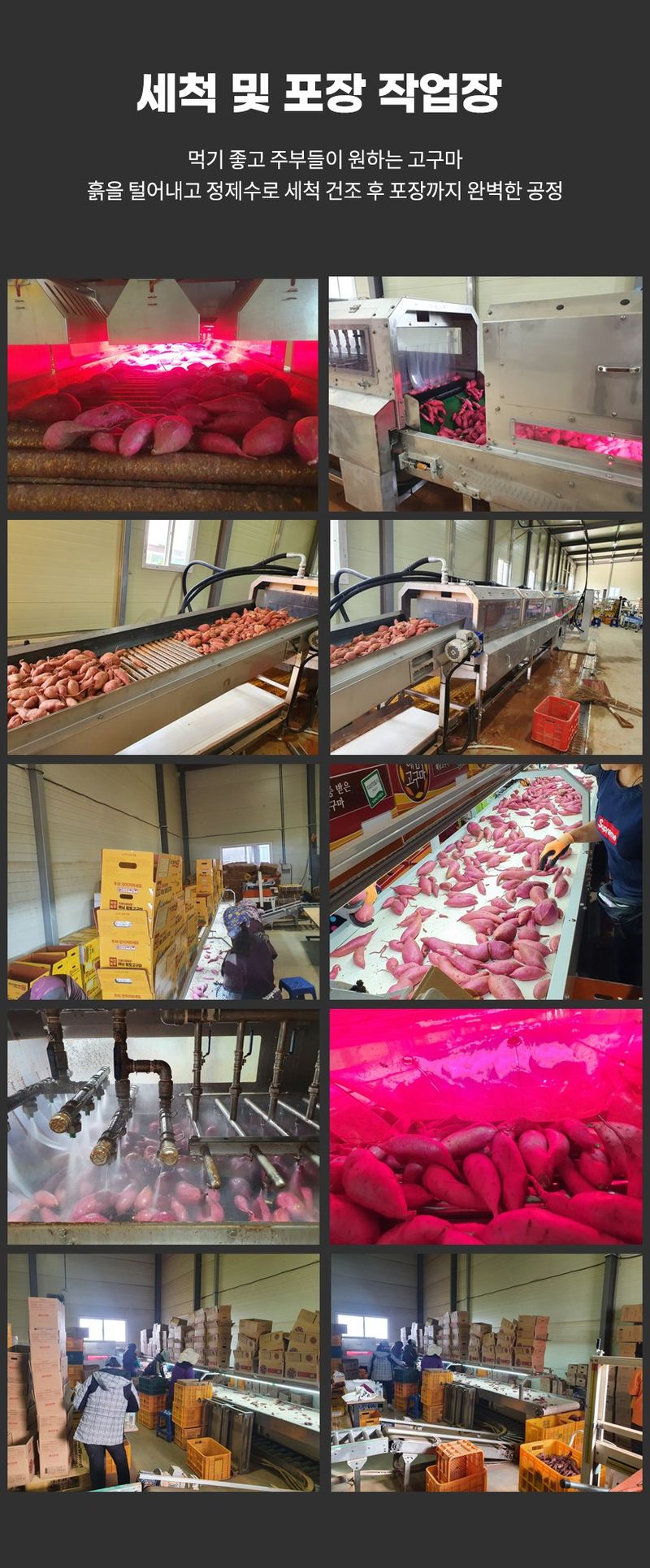 스피드번님의 장터 판매 상품 [(비세척) 베니하루카 해남 꿀 고구마] 첨부 사진