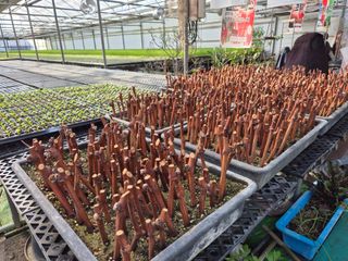 청운농원육묘장님의 자유주제 · 자유게시판 작성글 사진