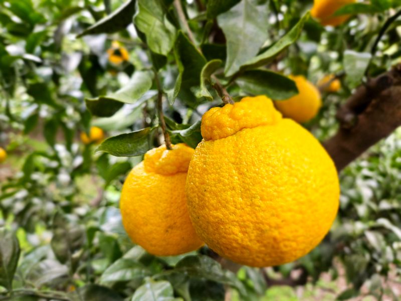 새달귤농장님의 장터 판매 상품 [(깜짝할인)얼마 안남았어요꼬마노지한라봉 5키로] 첨부 사진