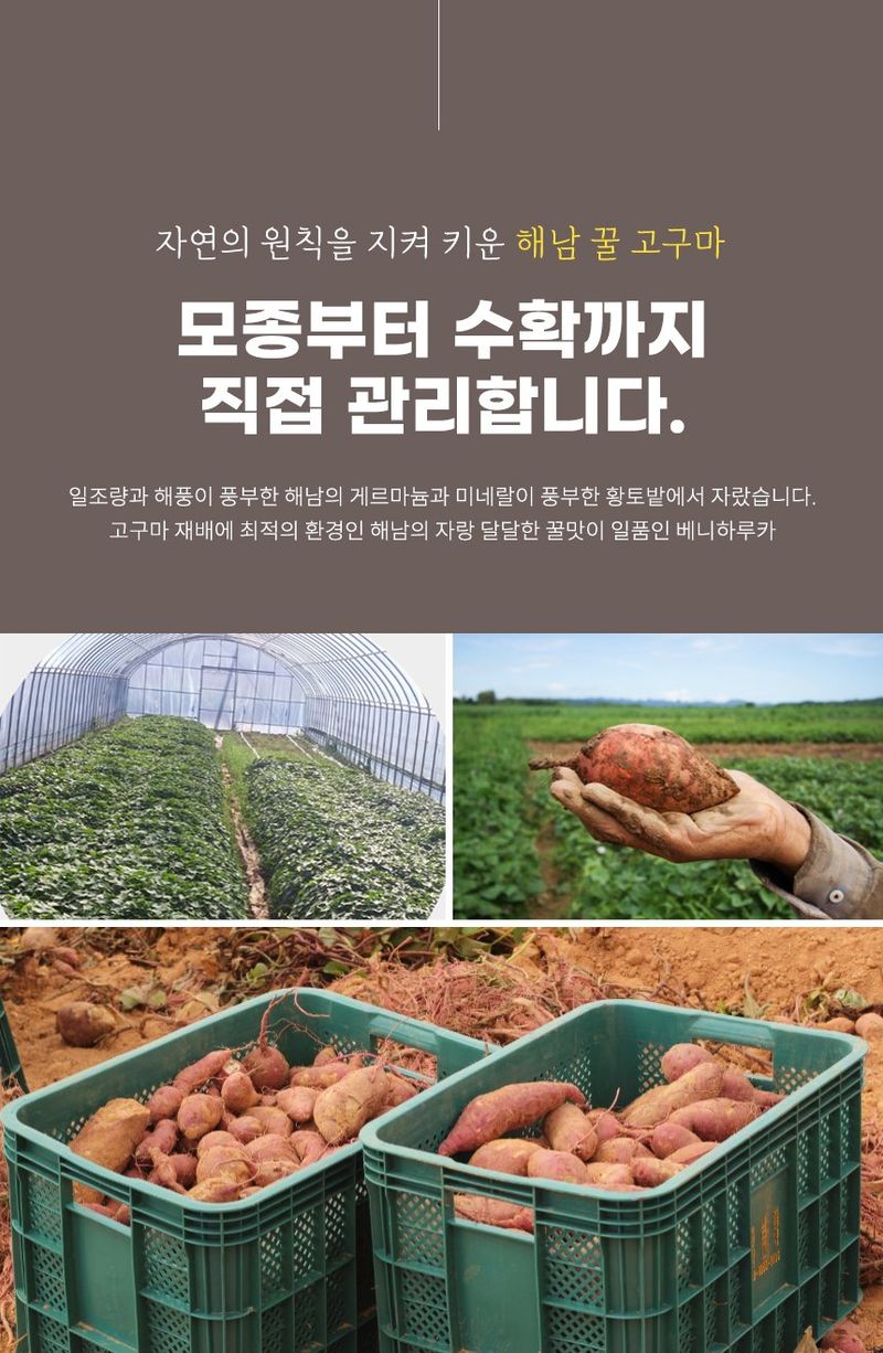 스피드번님의 장터 판매 상품 [(비세척) 베니하루카 해남 꿀 고구마] 첨부 사진