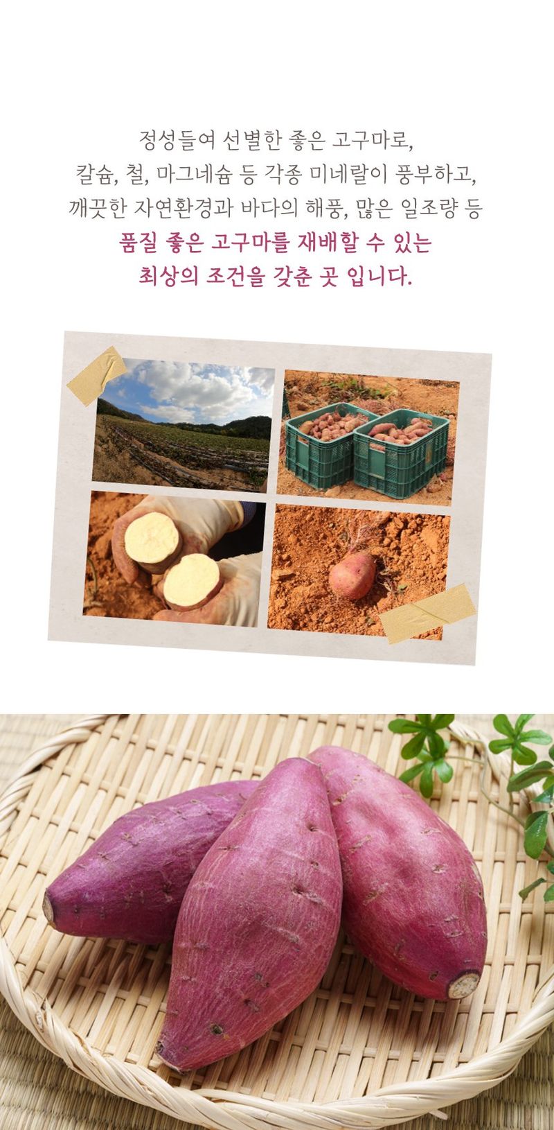 스피드번님의 장터 판매 상품 [(비세척) 베니하루카 해남 꿀 고구마] 첨부 사진