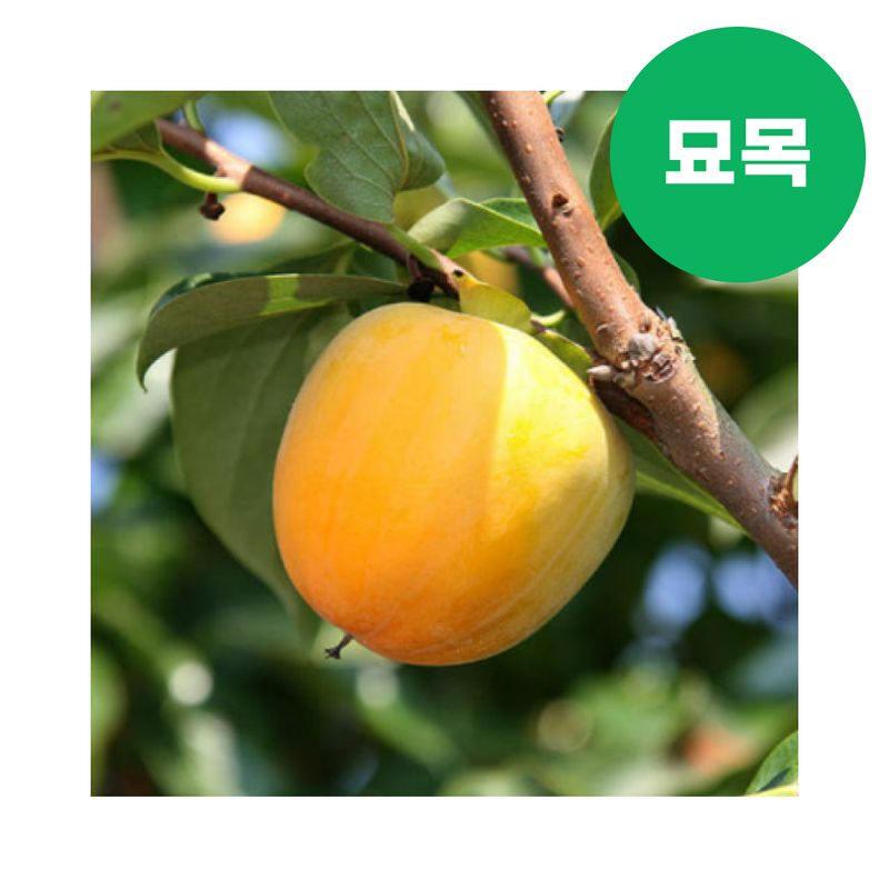 장터 상품 [감 묘목 둥시 접목 1년생] 썸네일