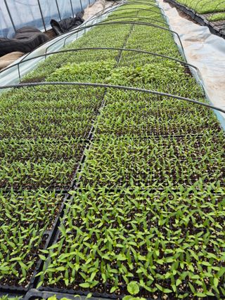 병풍취산채농원님의 자유주제 · 자유게시판 작성글 사진