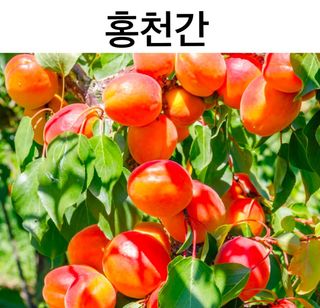 일심묘목농원님의 자유주제 · 자유게시판 작성글 사진