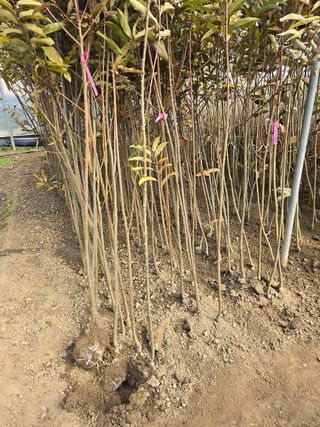 일심묘목농원님의 작성글 사진