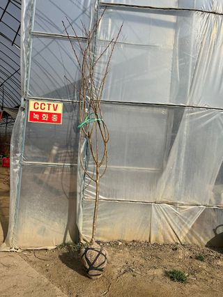 일심묘목농원님의 자유주제 · 자유게시판 작성글 사진