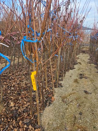 일심묘목농원님의 자유주제 · 자유게시판 작성글 사진