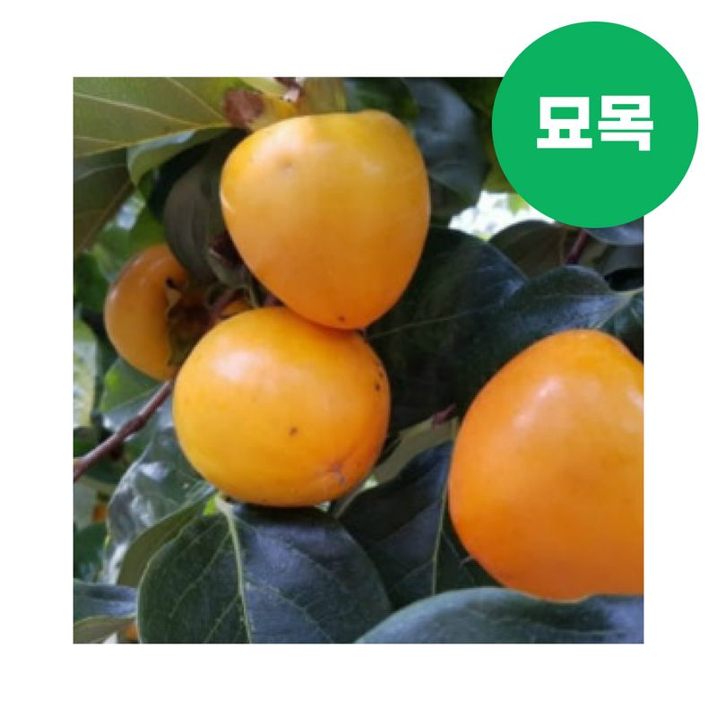 장터 상품 [감 묘목 월하시 접목 1년생] 썸네일