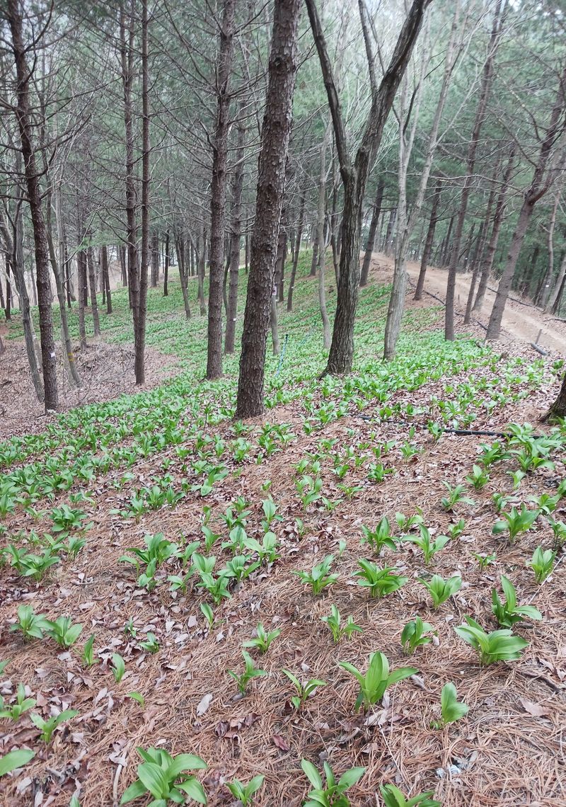 황덕순 님의 장터 판매 상품 [명이나물(산마늘) 봄모종 저렴판매] 첨부 사진