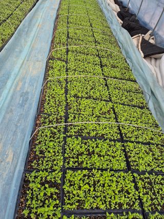 병풍취산채농원님의 자유주제 · 자유게시판 작성글 사진