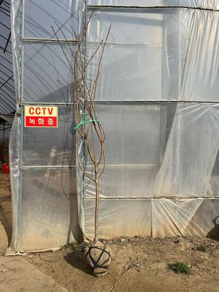 일심묘목농원님의 자유주제 · 자유게시판 작성글 사진