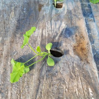 빛그린 김용화님의 자유주제 · 자유게시판 작성글 사진