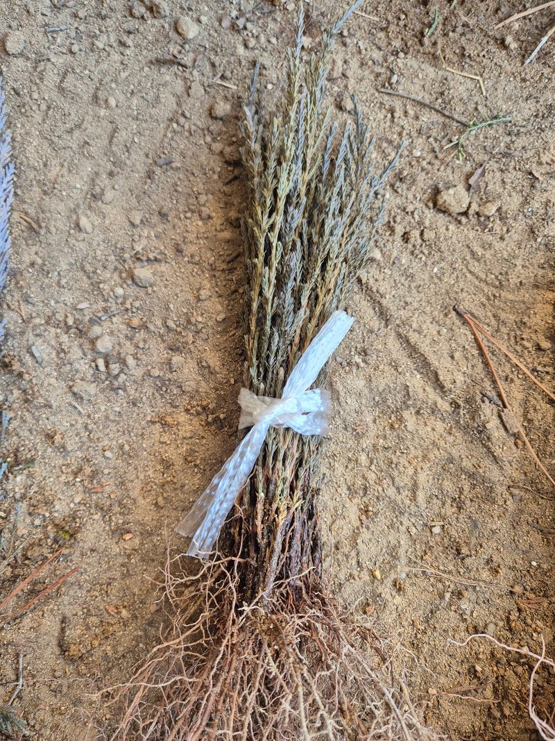 박병준님의 장터 판매 상품 [묘목 문그로우 블루엔젤] 첨부 사진