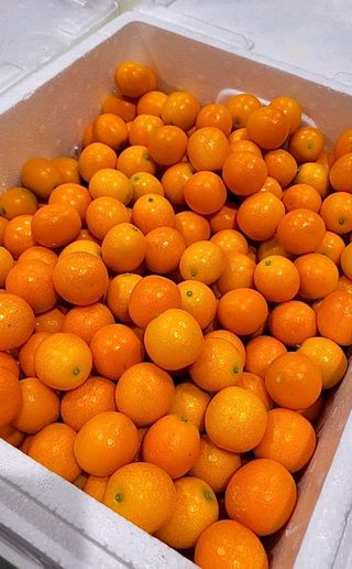 농부손녀님의 작성글 사진