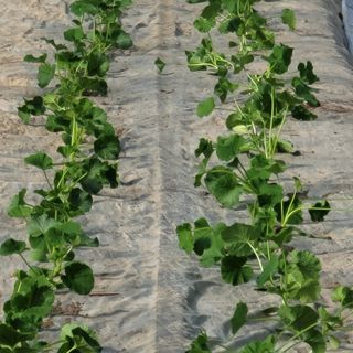 빛그린 김용화님의 자유주제 · 자유게시판 작성글 사진