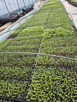 병풍취산채농원님의 자유주제 · 자유게시판 작성글 사진