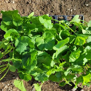 빛그린 김용화님의 자유주제 · 자유게시판 작성글 사진