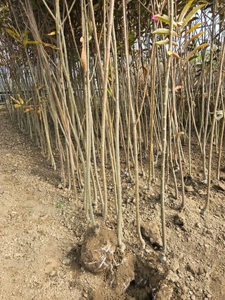 일심묘목농원님의 작성글 사진