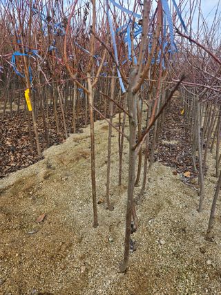 일심묘목농원님의 자유주제 · 자유게시판 작성글 사진