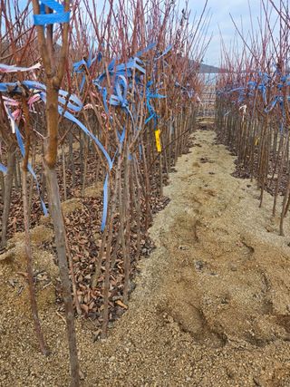 일심묘목농원님의 자유주제 · 자유게시판 작성글 사진