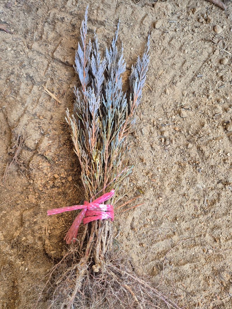 박병준님의 장터 판매 상품 [묘목 문그로우 블루엔젤] 첨부 사진